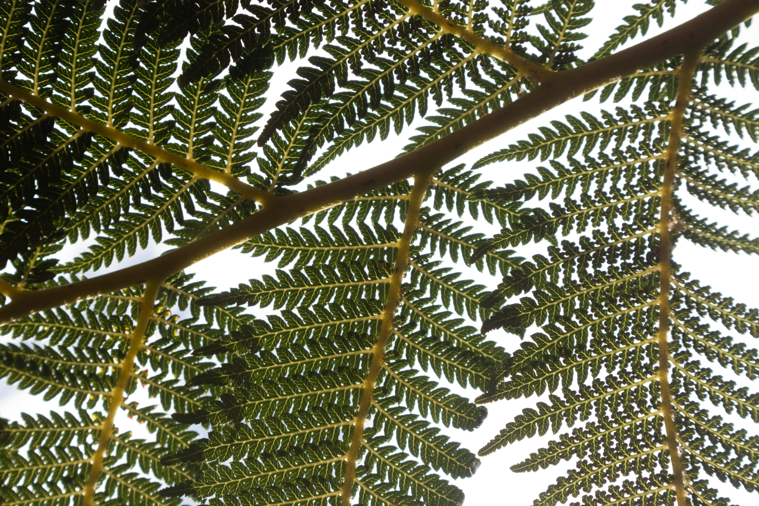 Nature photography detail